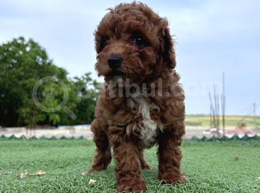 Sevimli Dişi Toy Poodle Bebekler görsel
