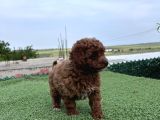 Sevimli Dişi Toy Poodle Bebekler