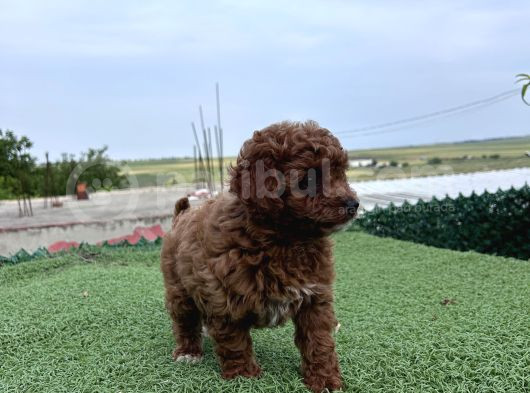 Sevimli Dişi Toy Poodle Bebekler görsel