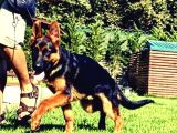 Safkan Alman Çoban Köpeği