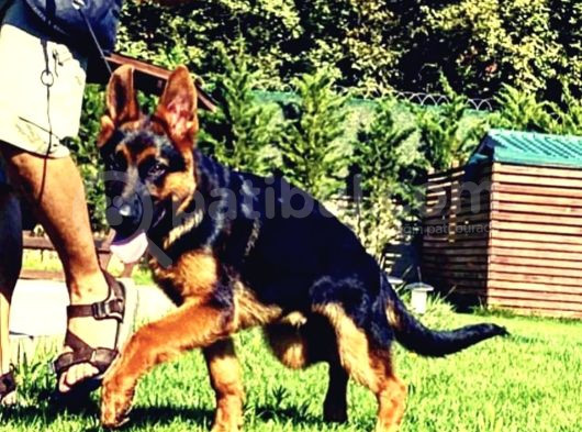 Safkan Alman Çoban Köpeği görsel