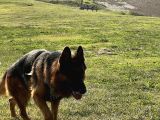 Safkan Alman Çoban Köpeği