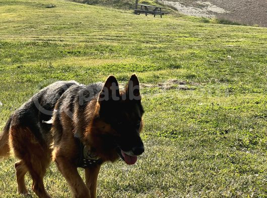 Safkan Alman Çoban Köpeği görsel