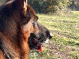 Safkan Alman Çoban Köpeği