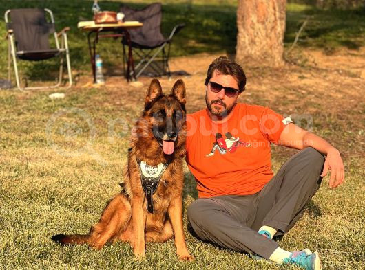 Safkan Alman Çoban Köpeği görsel
