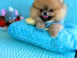 Teacup Mi̇ni̇ Ti̇p Kisa Burun Boo