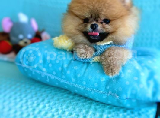 Teacup Mi̇ni̇ Ti̇p Kisa Burun Boo görsel