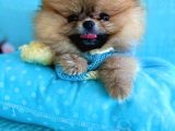 Teacup Mi̇ni̇ Ti̇p Kisa Burun Boo