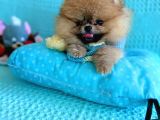 Teacup Mi̇ni̇ Ti̇p Kisa Burun Boo