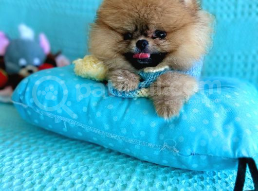 Teacup Mi̇ni̇ Ti̇p Kisa Burun Boo görsel