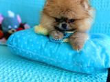 Teacup Mi̇ni̇ Ti̇p Kisa Burun Boo