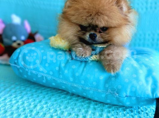 Teacup Mi̇ni̇ Ti̇p Kisa Burun Boo görsel