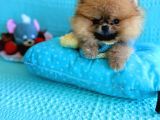 TEACUP MİNİ TİP KISA BURUN BOO