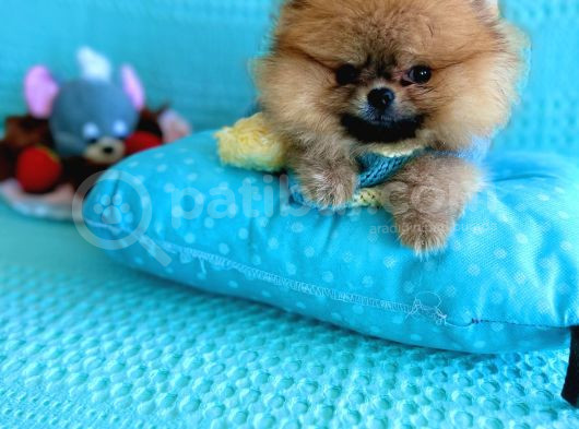 Teacup Mi̇ni̇ Ti̇p Kisa Burun Boo