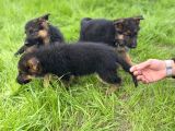 Safkan Alman Çoban Köpeği