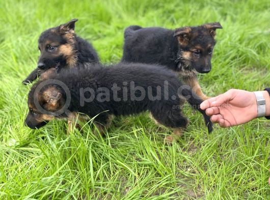 Safkan Alman Çoban Köpeği görsel