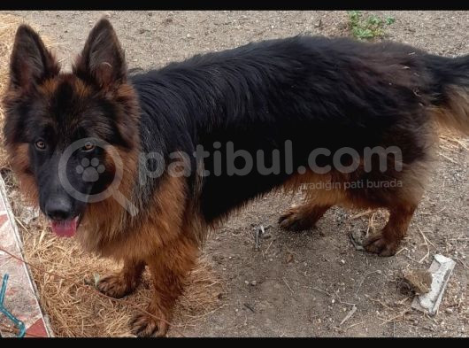 Kayıtlı Belgeli Şampiyon 3 Aylık Dişi Yavrularımız İstanbul
