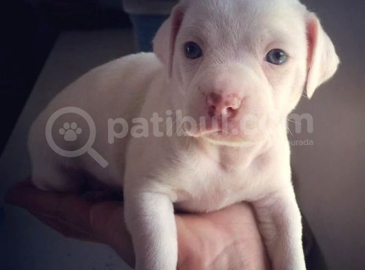 Safkan Di̇şi̇ Erkek Dogo Argenti̇no Yavrularimiz görsel