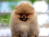 Pomerrian boo yavrularımız