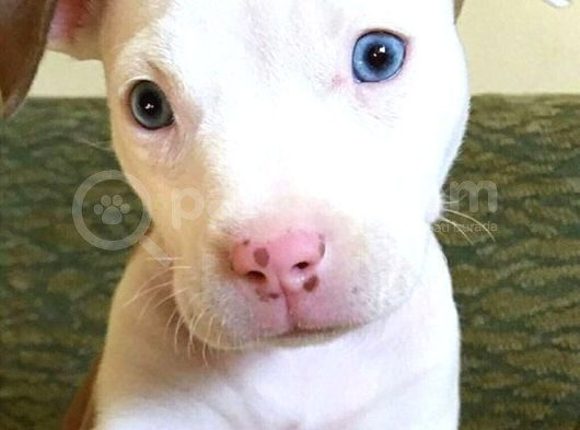 Safkan Di̇şi̇ Erkek Dogo Argenti̇no Yavrularimiz görsel