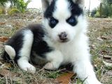 Husky Yavrularimiz