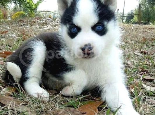 Husky Yavrularimiz görsel