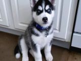 Husky Yavrularimiz
