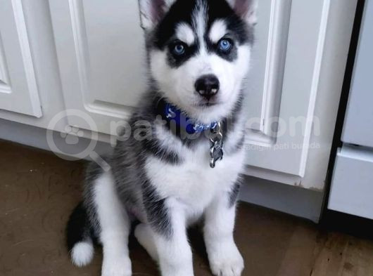 Husky Yavrularimiz görsel