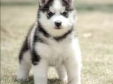 Husky Yavrularimiz