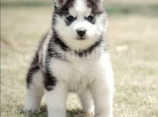 Husky Yavrularimiz görsel
