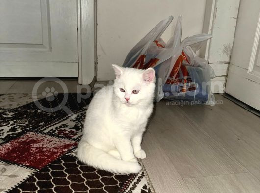 Dışı Yavruların Sahibini Ariyor görsel