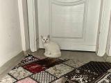Dışı Yavruların Sahibini Ariyor