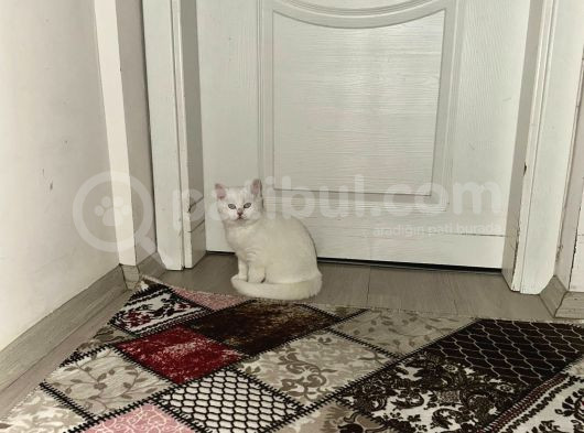 Dışı Yavruların Sahibini Ariyor görsel