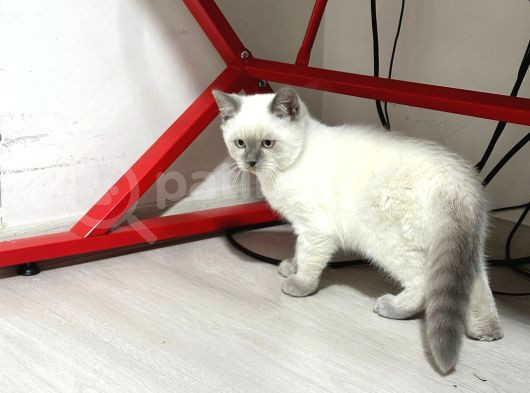 Dışı Yavruların Sahibini Ariyor