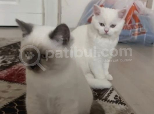 Dışı Yavruların Sahibini Ariyor görsel
