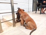 Malinoisin Tek Adresi Storms House Malinois