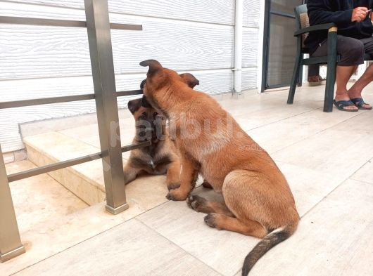 Malinoisin Tek Adresi Storms House Malinois görsel