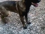 Malinoisin Tek Adresi Storms House Malinois