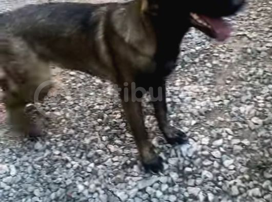 Malinoisin Tek Adresi Storms House Malinois görsel