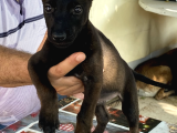 Malinoisin Tek Adresi Storms House Malinois