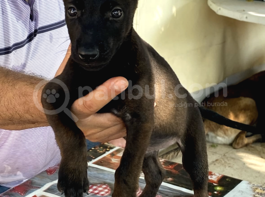 Malinoisin Tek Adresi Storms House Malinois