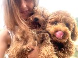 Toy Poodle Yavrular