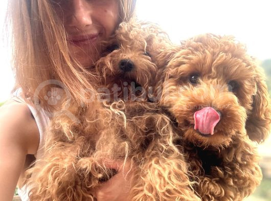 Toy Poodle Yavrular görsel