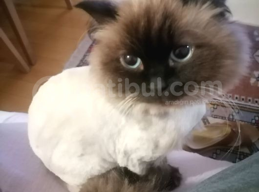 Suşi̇ görsel