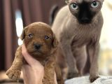Toy Poodle Yavrular