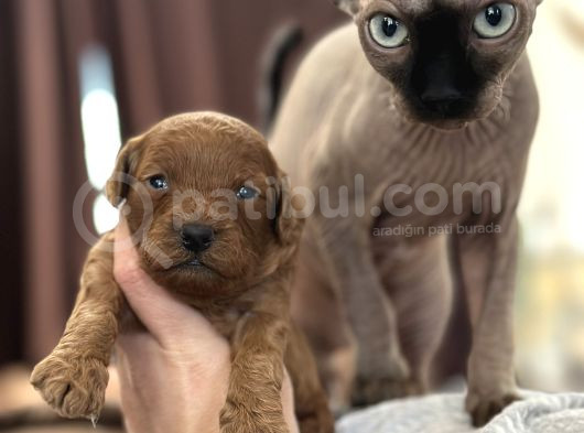Toy Poodle Yavrular görsel