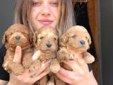 Toy Poodle Yavrular