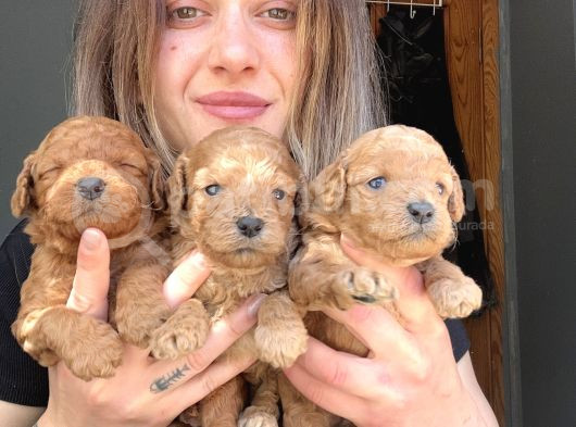 Toy Poodle Yavrular görsel