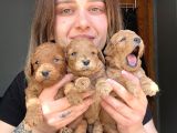 Toy Poodle yavrular