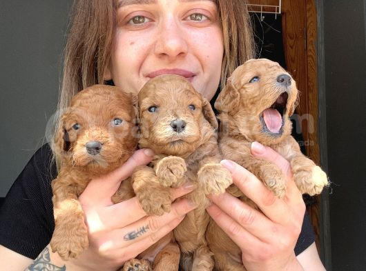 Toy Poodle Yavrular